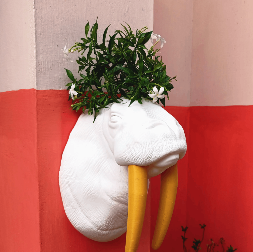 Walrus head planter, faux taxidermy,home & living, outdoor and gardening, planters and pots, indoor planter, succulent planter, head planter - Image 3